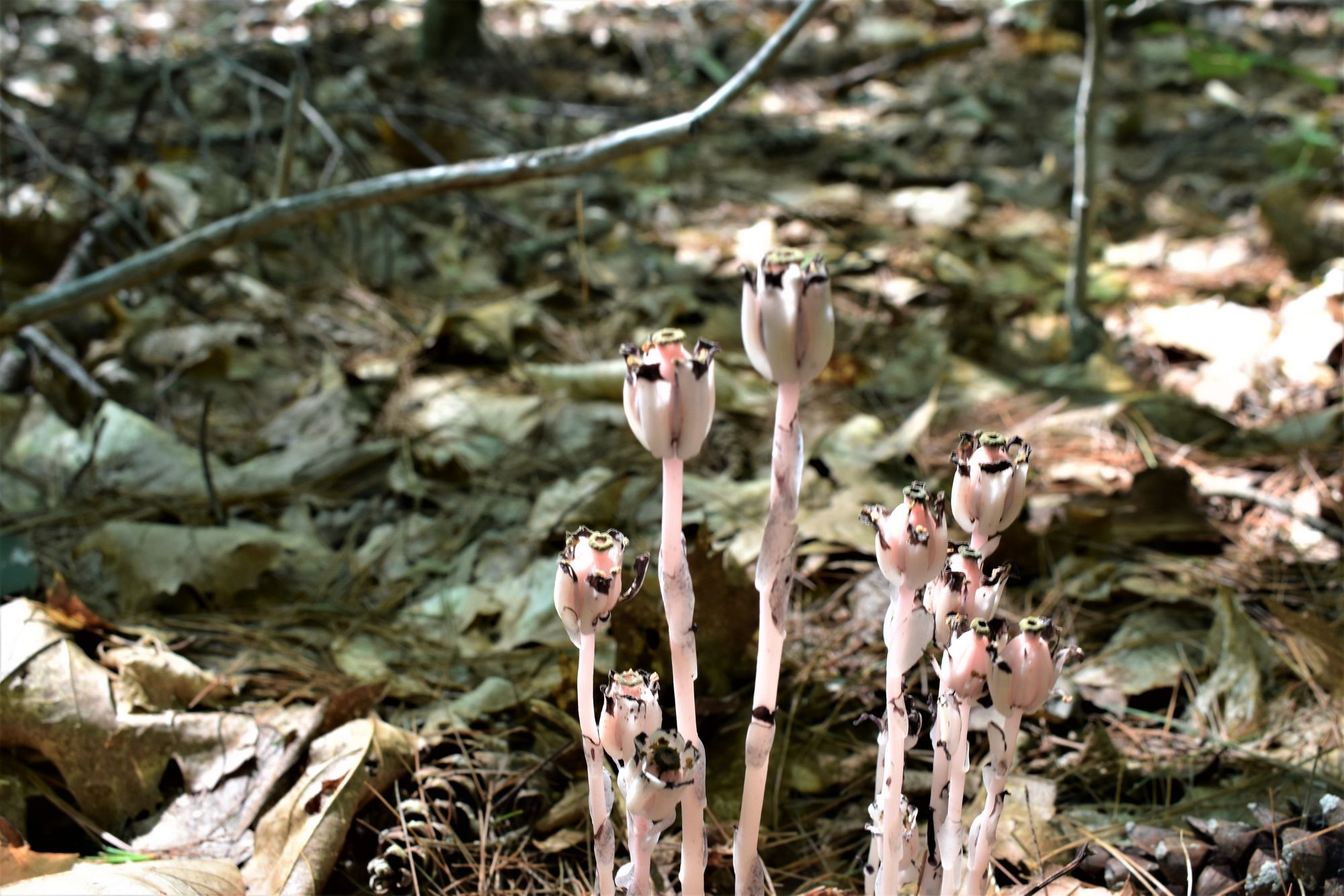 'Ghost Pipes' Nature's Hidden Gem (Monotropa Uniflora)