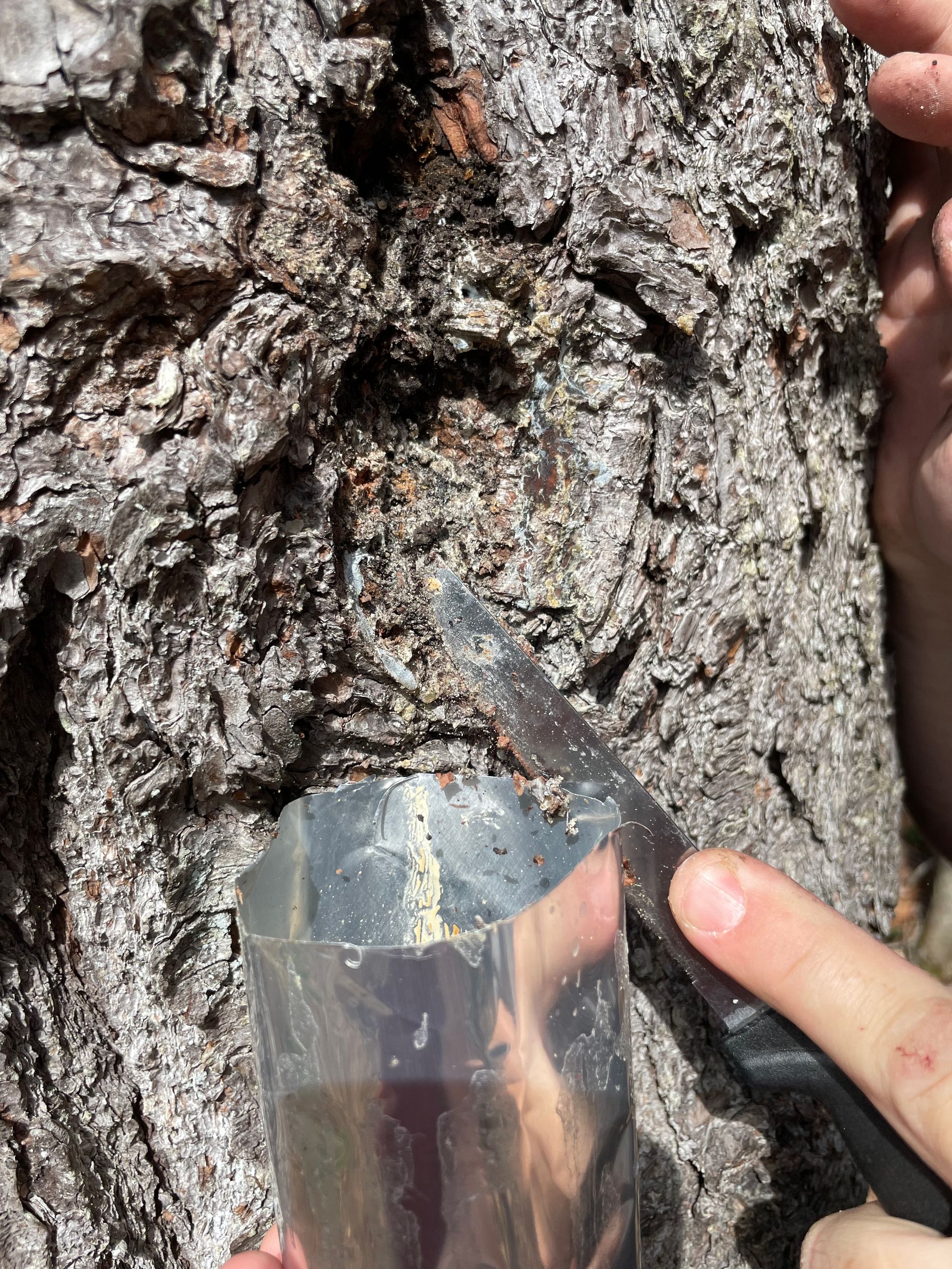Harvesting Pine Resin for Bee’s Wax Wraps